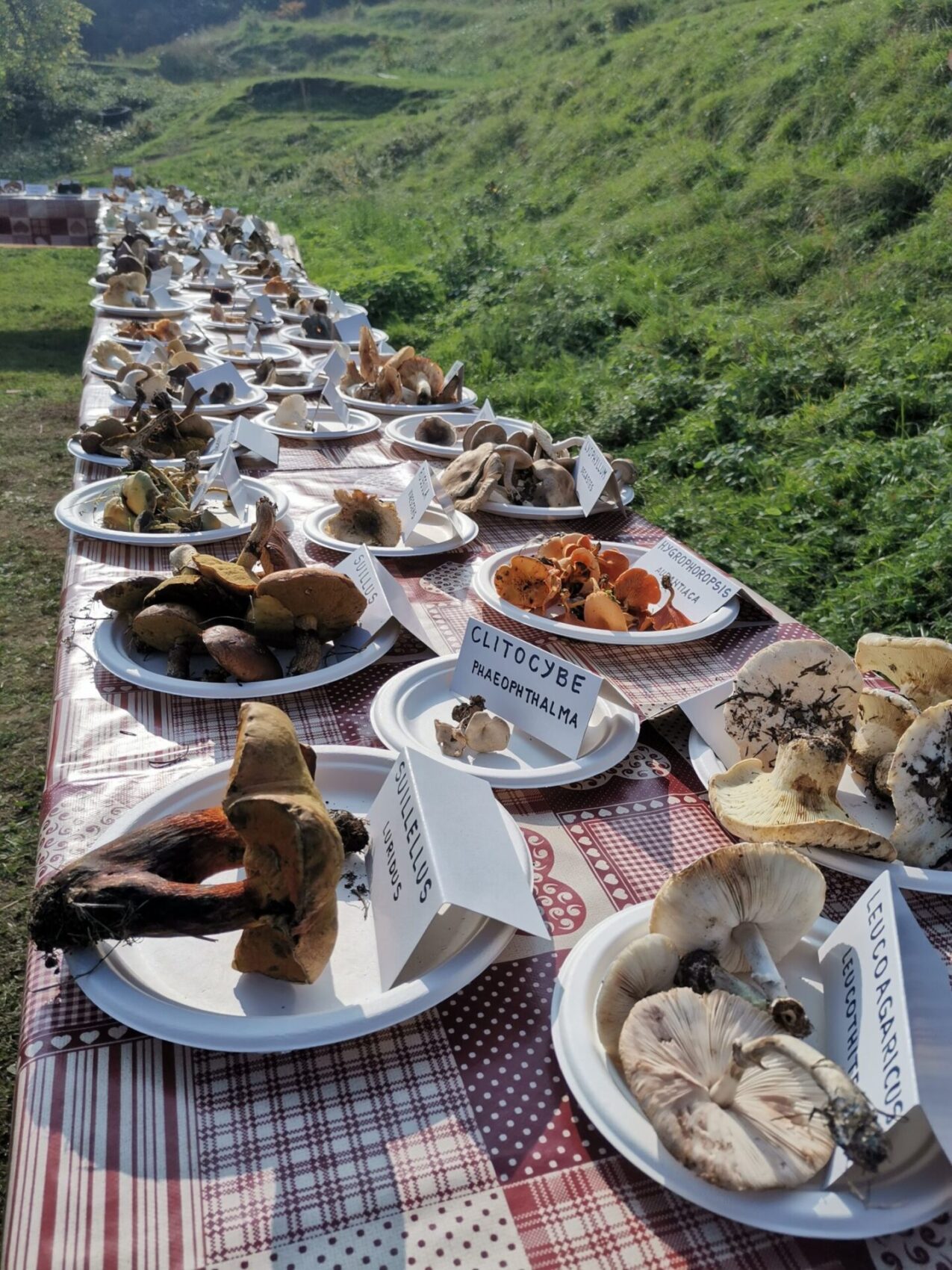 Porcino a chi?! Il meraviglioso mondo dei funghi