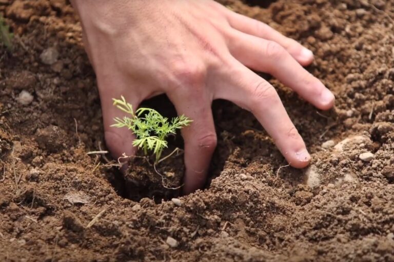 Piccoli tesori, la filiera delle erbe officinali raccontata con un video