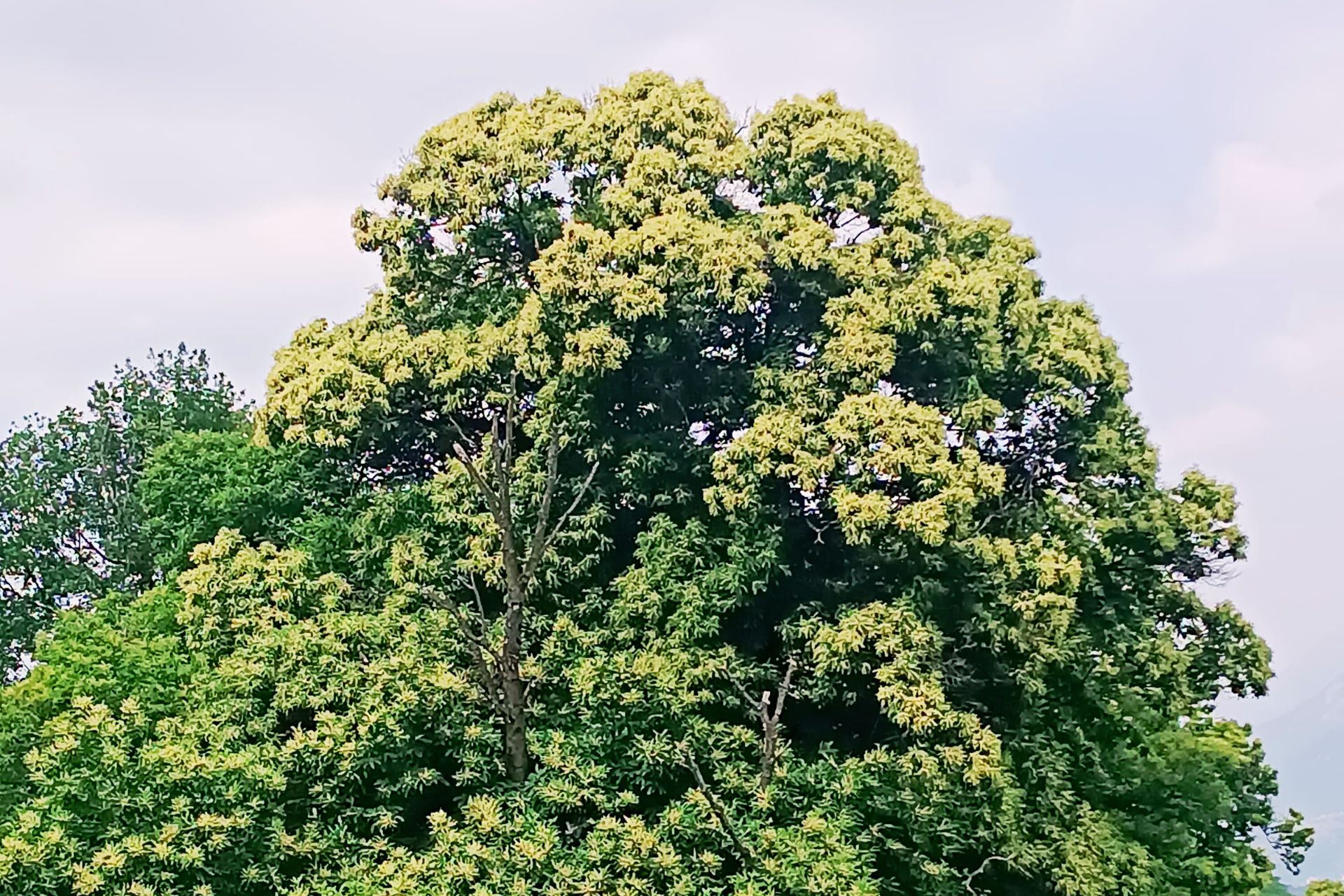 Ode ai Castagni d’estate