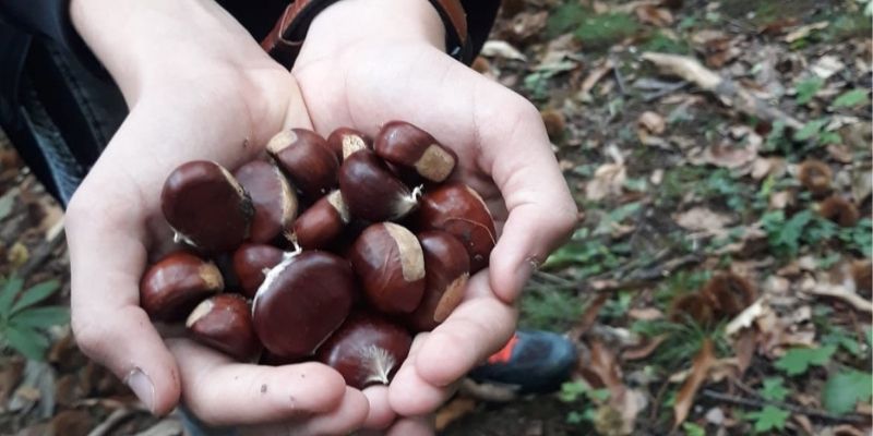 Rapello Folk in castagna! – 9^ edizione