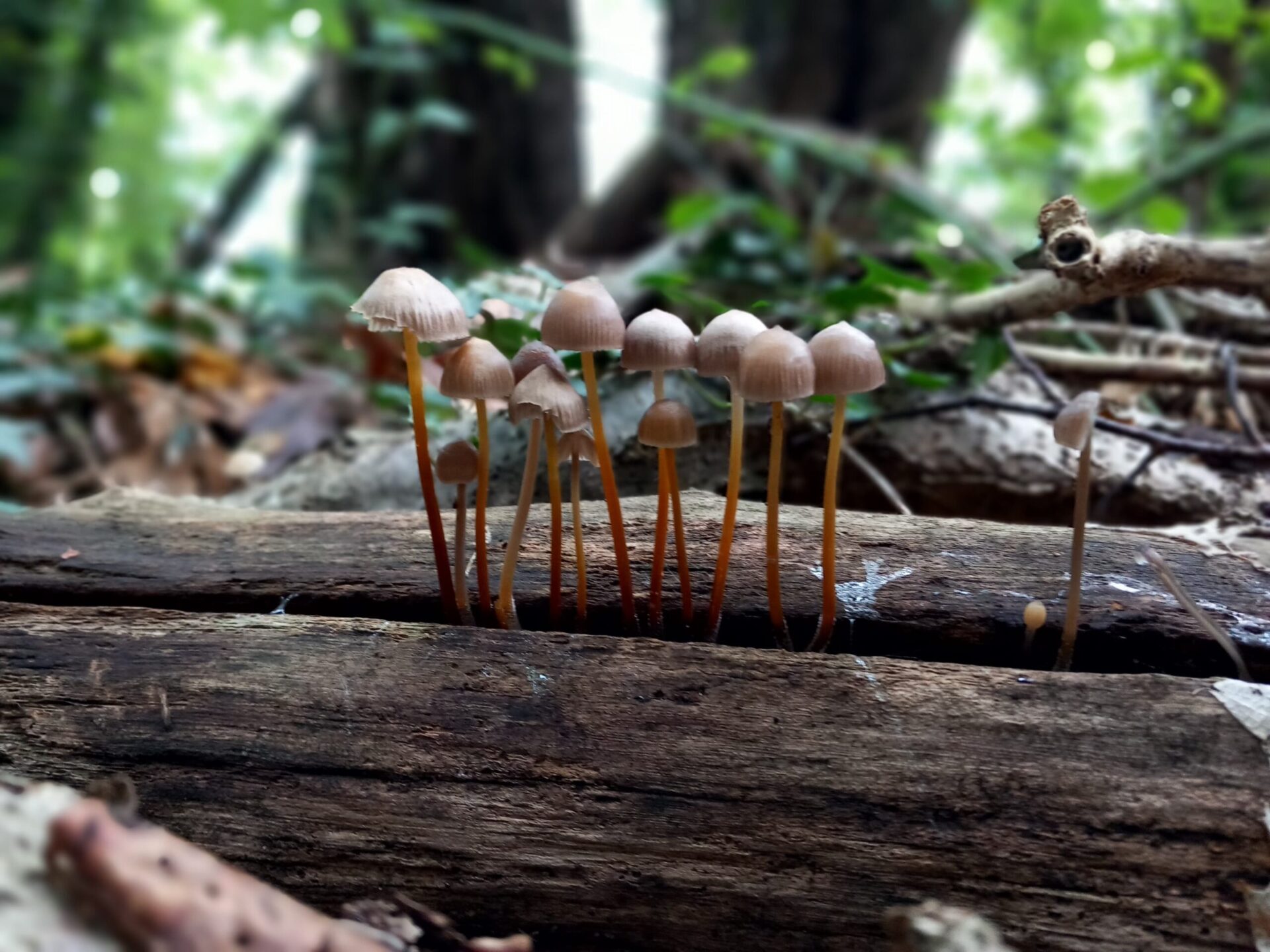 Fare come i funghi: una riflessione politica a partire da “Porcino a chi?”