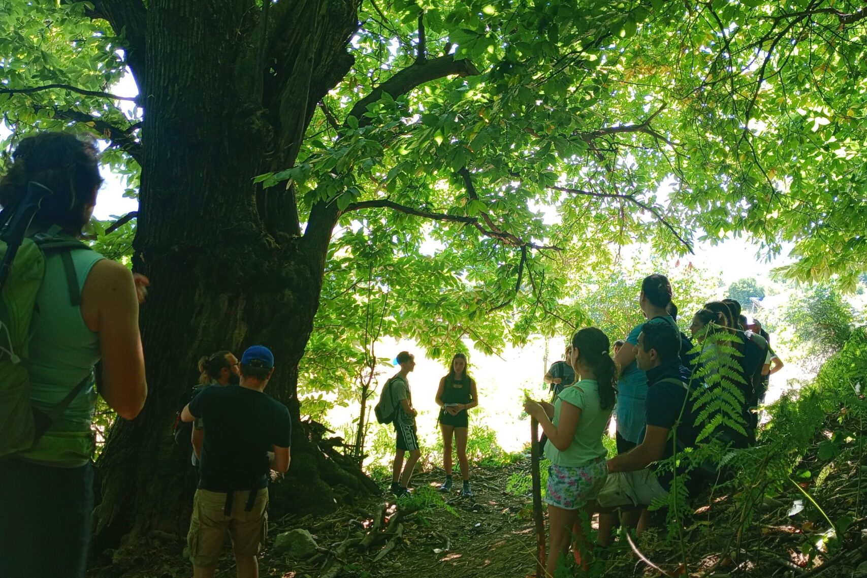 RICCIO – Rigenerare I Castagneti Creando Inclusione e Opportunità