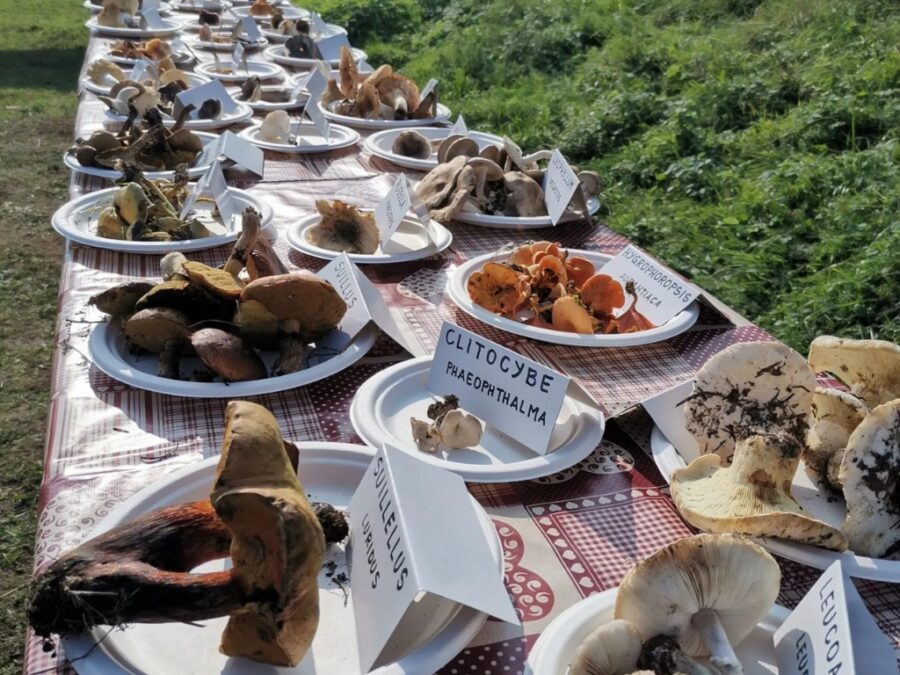 Porcino a chi?! – 4ª edizione