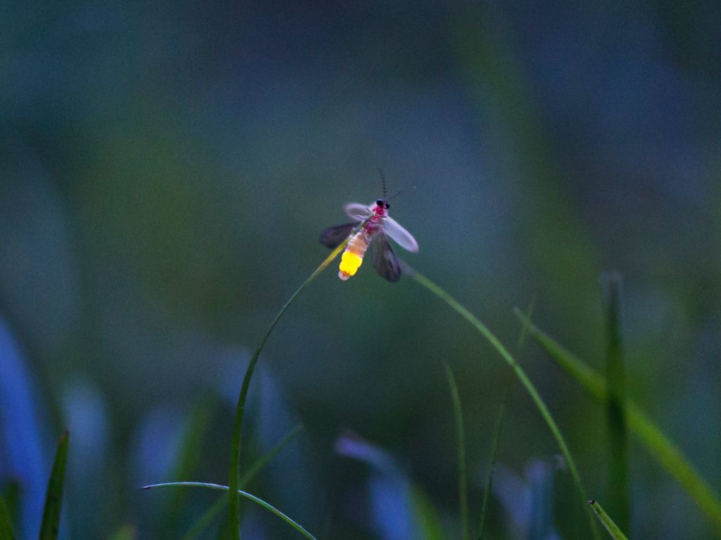 Serata lucciole e altri piccoli animali del bosco