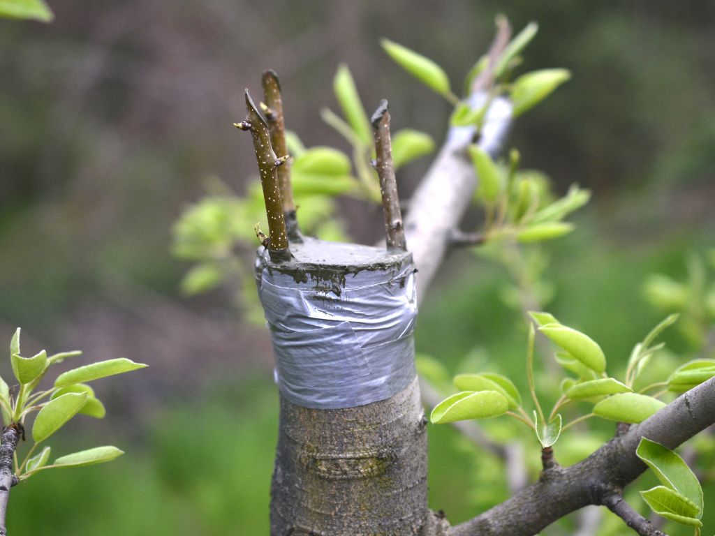 Il castagno da frutto: innesto e coltivazione