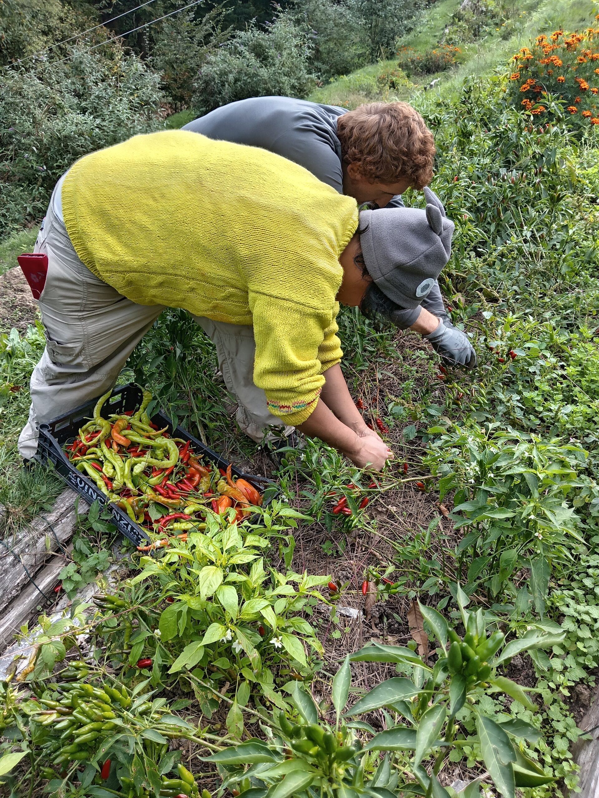 Cascina Rapello LAB: ritorno alla terra grazie all’8×1000 di Chiesa Valdese